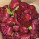 룰루랄라 이미지