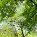 구갈레스피아공원 이미지