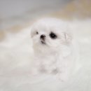 펫블리강아지&미라클고양이 이미지