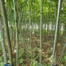 느티나무농원 이미지