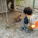 승민애견 이미지