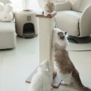 (주)파우제