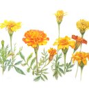 메리골드 이미지