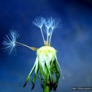 민들레홀씨작은도서관 이미지