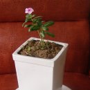 호랑이농장 이미지