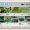 나비 한살이 이미지