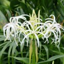 불로장생 이미지