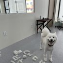 댕댕박사