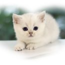 만남헤어�� | 상봉고양이분양후기, 브리티쉬숏헤어와의 만남