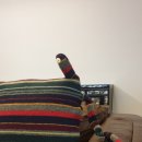 도꼬시에 이미지