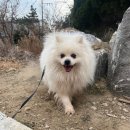 강서구자원봉사센터 | 부산동물보호센터 유기견봉사활동 11