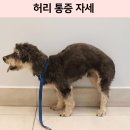 더프렌치해마루점 | 허리 디스크 증상과 치료 - 갑작스러운 후지마비 환자의 수술 후 회복까지(해마루동물병원 신경외과)