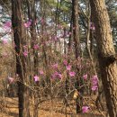 산에산에