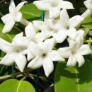 자스민 이미지