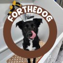 뽀더독(FORTHEDOG) 네이버블로그