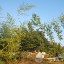 안동황우마을 이미지