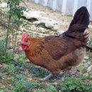 옛날토종닭 이미지