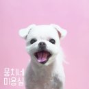 뭉치네 미용실 이미지