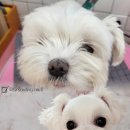 하니 그루밍( Hani Grooming) 이미지