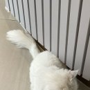 디아크 동물병원 이미지