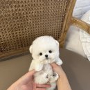 벨라켄넬 이미지