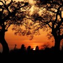 고목나무 이미지