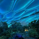 부천호수식물원 수피아 | 부천 호수공원 수피아 식물원 야간 방문 후기🌙 정글같은 조명 산책