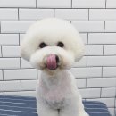 도그도노