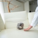 하이퍼피 이미지