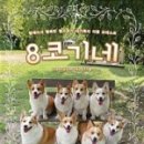 8코기네 애견펜션 이미지