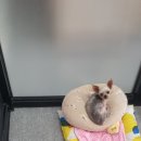 the 굿 dog 네이버블로그
