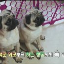 꿈꾸는개 티스토리
