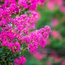 도화동산 이미지