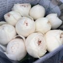 아침에꽃 | 양재꽃시장 토요일 아침에 다녀온 후기 (가격 사진)