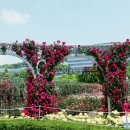 주식회사 아라오라 | [광주탐방] 조선대학교 "제 15회 장미축제"로 오세요!