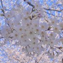 통나무파크 이미지