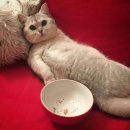 고가네생선구이 이미지