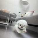 퍼피 앤 포유 이미지