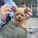 나눔펫 책임분양소 강아지분양 일산점 이미지