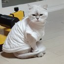 [고양이] 대구 북구 사수동 페르시안친칠라 고양이를 찾습니다!!! 도와주세요!! ☎ 이미지