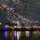 개화 | 석촌호수 벚꽃축제 야간벚꽃 실시간 개화후기