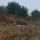 백로과에 속하는 새의 총칭...백로(白鷺, egret)중 중대백로(Egretta albamodesta) 이미지