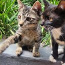 형석2차A | 잔말 말고 에어컨 파워냉방으로 틀어.