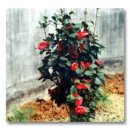 신등중학교 이미지