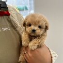 이마트24광주봉선점 | 전남전북 강아지 애견샵 광주강아지 마마스미독 24시 광주봉선점 방문 후기