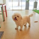 다다다펫그루밍 이미지