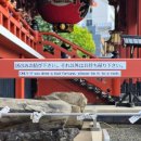 서일여행 | [일본 가을여행] #13 도쿄 아사쿠사, 닛코 당일치기 1부(센소지, 아사쿠사 신사, 닛코 동조궁, 후타라산...