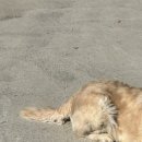 쉬미슈퍼 이미지