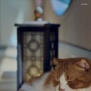 고양이사랑채 이미지