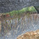 상진농장 이미지